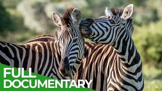 Wildlife Stories: Love is in the Wild | SPECIAL | Free Documentary Nature
