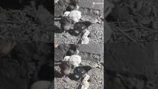 HEN CHICKS #SHORTS |AFAQ BUKHARI