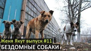 Женя Якут бомж блоггер - выпуск №11 "БЕЗДОМНЫЕ СОБАКИ"