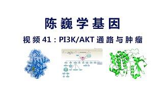 【陈巍学基因】视频41：PI3K-AKT信号通路与肿瘤