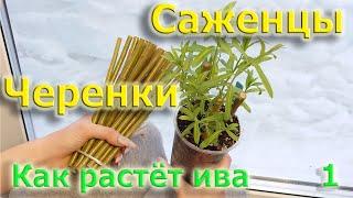 Черенки и саженцы. Как растет ива (1 выпуск)