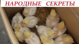 Цыплята Ускоренный рост