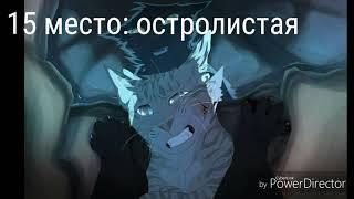 Топ 15 красивых котов воителей