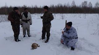 Охота на зайца с Англо-русской гончей 21.01.2017 / Hunting the Hare!!!