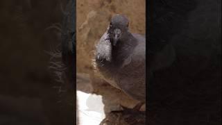 New Baby Pigeon Is Ready to Fly! #birds #pigeon #shorts