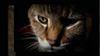 Cat Behavior: Separation Anxiety in Cats