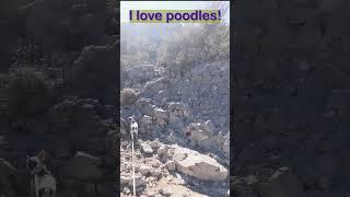 Epic Cathedral Rock Hike With Two Adorable Rat Terriers!