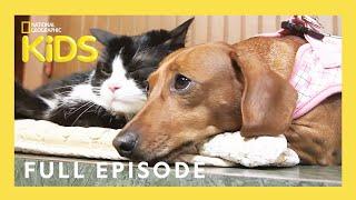 Unlikely Animal Friends Full Episode   | Love at First Sight | @natgeokids