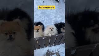 cutepets #shortsfeed #shorts
