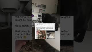 Vet felt a hard mass in her stomach, thought it might be cancer.