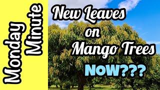 Monday Minute- New Leaves on Mango Trees NOW???