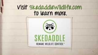 Skedaddle's Wildlife Exclusion Process Explained