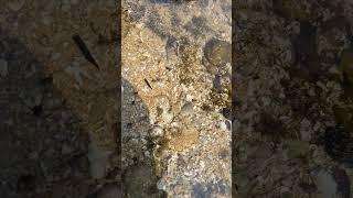 #sea #mountains #water #samander #sahil  #beach #shotrs #shortvideo #hiking #viral