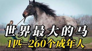 全世界最大的10種超級巨馬！第壹名體重高達3100斤，力量比人類更強260倍，爲何卻沒人敢騎#animals #涨知识 #科普 #动物 #動物世界