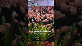 Two fish bring gifts.-2#animals #fish #cute #baby #family #fyp #youtubeshorts #shorts