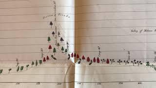 Botany Trees pictorial cartography 1856 diagram huge printed chart color scarce