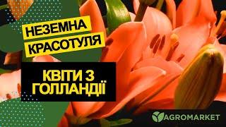 Луковицы цветов неземной красоты из Голландии [#тайнокод на скидку внутри видео] Агромаркет