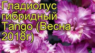 Гладиолус гибридный (Tango). Краткий обзор, описание характеристик, где купить луковицы