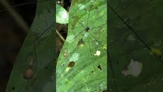 Daddy Longlegs (Opiliones) #hewanliar #hewanunik #jenisbaru #hewanpeliharaan
