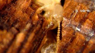 Systematics and biology of termites and about phoretic associations (4K)