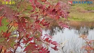 浄土平彩る紅葉　磐梯吾妻スカイライン、平年並みの色づき