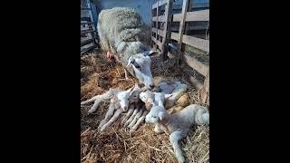 Lambs Beside Their Mother  #smartsocietymysteries #lamb #sheep #wildlife #wildliferescue