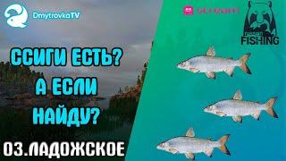 РУССКАЯ РЫБАЛКА 4. СИГИ НА ОЗ. ЛАДОГА! ПОИСК ТРОФЕЕВ И РАЗГОВОРНЫЙ СТРИМ. ЖДЕМ ПОДАРКОВ НА НГ.