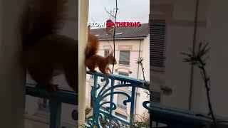 Squirrel builds its home outside a window 