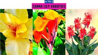 Canna Lily Varieties A to Z