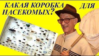 Коллекция Жуков. Как Смонтировать Насекомых в Коробке Правильно? Школа #Энтомология #насекомые