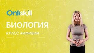 БИОЛОГИЯ 7 класс: Класс Амфибии (Земноводные)