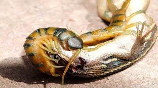 Centipede kills mouse, frog, lizard and scorpion!