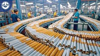 Production Process Of Millions of CIGARETTES from Harvest to Factory!