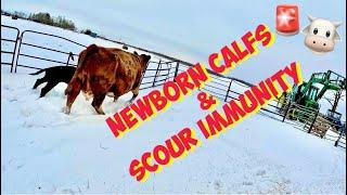 Newborn Calfs & SCOUR immunity 