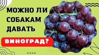  Можно ли собакам есть виноград?