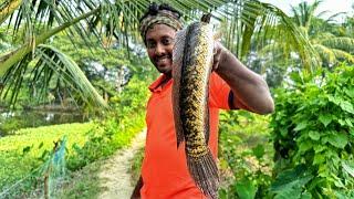 ঘেরে ডাউন বরশি দিয়ে,১ কেজি ওজনের শোল মাছ ধরলাম Pond hook fishing!!!