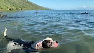 Dog gets eaten by a crocodile