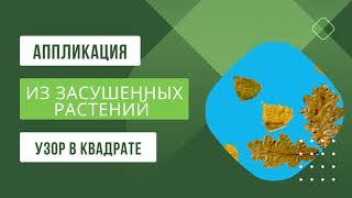 Аппликация из засушенных растений "Узор в квадрате" #аппликации