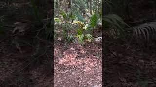 Beautiful forest in South Carolina looks like a tropical jungle!