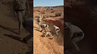 Fox Rescued By Pro Ranger! #animalrescue #wildlifeencounter