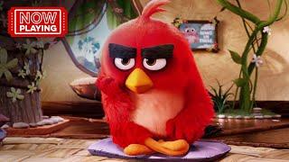 The Angry Birds Movie | Anger Management