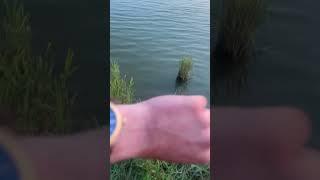 Рыбалка на  КМВ #окунь #fishing  #рыбалка