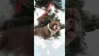 #exotic #exoticbully ##CHOKOROLL#bestfriend #puppy #microbully #pets