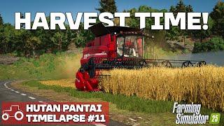 HARVEST TIME!! Hutan Pantai FS25 Timelapse Farming Simulator 25 Ep 11