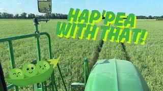 PEA'S ARE LOOKING GOOD! - Fenland Farming Adventures