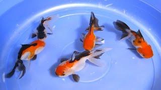 Panda Oranda Goldfish | Tri Color Fish - 1/2