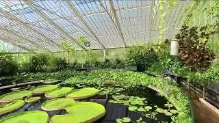 3D Gaussian Splatting + Insta360 RS 1" - Waterlily House, Kew Gardens