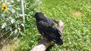 OUR PET CROW