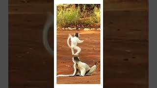 OMG SOO Cute Dancing Sifaka #shorts