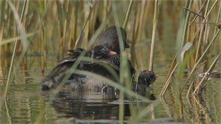 Zwergtaucher trägt Junge auf dem Rücken / Little Grebe carries young on his back